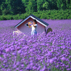  MITRAEE 100 semillas de flores de lavanda provenzal : Patio,  Césped y Jardín