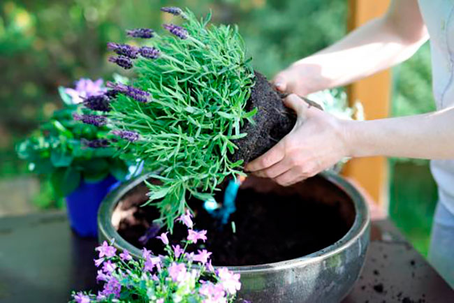 cultivo de lavanda inta