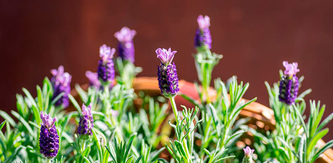 Cultivar lavanda